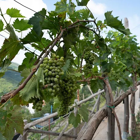 Prima Luce * 维克艾库塞